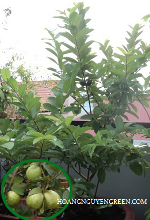 cây ăn trái trên sân thượng